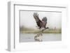 Osprey (Pandion Haliaetus) Catching Trout, Rothiemurchus Estate, Cairngorms, Scotland, UK, July-Ann & Steve Toon-Framed Photographic Print