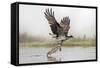 Osprey (Pandion Haliaetus) Catching Trout, Rothiemurchus Estate, Cairngorms, Scotland, UK, July-Ann & Steve Toon-Framed Stretched Canvas