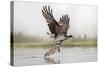 Osprey (Pandion Haliaetus) Catching Trout, Rothiemurchus Estate, Cairngorms, Scotland, UK, July-Ann & Steve Toon-Stretched Canvas