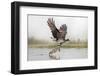 Osprey (Pandion Haliaetus) Catching Trout, Rothiemurchus Estate, Cairngorms, Scotland, UK, July-Ann & Steve Toon-Framed Premium Photographic Print