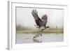 Osprey (Pandion Haliaetus) Catching Trout, Rothiemurchus Estate, Cairngorms, Scotland, UK, July-Ann & Steve Toon-Framed Photographic Print