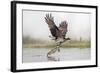 Osprey (Pandion Haliaetus) Catching Trout, Rothiemurchus Estate, Cairngorms, Scotland, UK, July-Ann & Steve Toon-Framed Photographic Print