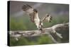 Osprey (Pandion Haliaetus) Eating Fish Prey, Cairngorms National Park, Scotland, UK, July-Peter Cairns-Stretched Canvas