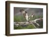 Osprey (Pandion Haliaetus) Eating Fish Prey, Cairngorms National Park, Scotland, UK, July-Peter Cairns-Framed Premium Photographic Print