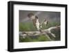 Osprey (Pandion Haliaetus) Eating Fish Prey, Cairngorms National Park, Scotland, UK, July-Peter Cairns-Framed Premium Photographic Print