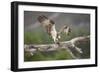 Osprey (Pandion Haliaetus) Eating Fish Prey, Cairngorms National Park, Scotland, UK, July-Peter Cairns-Framed Photographic Print