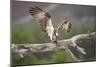 Osprey (Pandion Haliaetus) Eating Fish Prey, Cairngorms National Park, Scotland, UK, July-Peter Cairns-Mounted Photographic Print