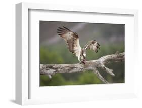 Osprey (Pandion Haliaetus) Eating Fish Prey, Cairngorms National Park, Scotland, UK, July-Peter Cairns-Framed Photographic Print