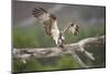 Osprey (Pandion Haliaetus) Eating Fish Prey, Cairngorms National Park, Scotland, UK, July-Peter Cairns-Mounted Photographic Print