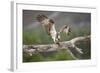 Osprey (Pandion Haliaetus) Eating Fish Prey, Cairngorms National Park, Scotland, UK, July-Peter Cairns-Framed Photographic Print