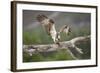 Osprey (Pandion Haliaetus) Eating Fish Prey, Cairngorms National Park, Scotland, UK, July-Peter Cairns-Framed Photographic Print