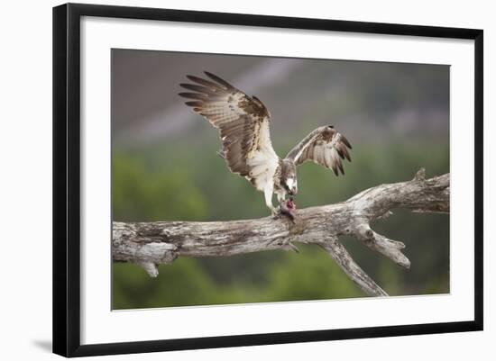 Osprey (Pandion Haliaetus) Eating Fish Prey, Cairngorms National Park, Scotland, UK, July-Peter Cairns-Framed Photographic Print