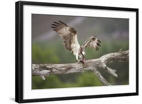 Osprey (Pandion Haliaetus) Eating Fish Prey, Cairngorms National Park, Scotland, UK, July-Peter Cairns-Framed Photographic Print