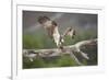 Osprey (Pandion Haliaetus) Eating Fish Prey, Cairngorms National Park, Scotland, UK, July-Peter Cairns-Framed Photographic Print