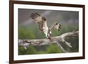 Osprey (Pandion Haliaetus) Eating Fish Prey, Cairngorms National Park, Scotland, UK, July-Peter Cairns-Framed Photographic Print