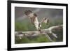 Osprey (Pandion Haliaetus) Eating Fish Prey, Cairngorms National Park, Scotland, UK, July-Peter Cairns-Framed Photographic Print