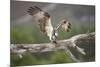 Osprey (Pandion Haliaetus) Eating Fish Prey, Cairngorms National Park, Scotland, UK, July-Peter Cairns-Mounted Photographic Print