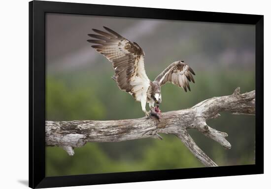 Osprey (Pandion Haliaetus) Eating Fish Prey, Cairngorms National Park, Scotland, UK, July-Peter Cairns-Framed Photographic Print