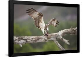 Osprey (Pandion Haliaetus) Eating Fish Prey, Cairngorms National Park, Scotland, UK, July-Peter Cairns-Framed Photographic Print