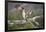 Osprey (Pandion Haliaetus) Eating Fish Prey, Cairngorms National Park, Scotland, UK, July-Peter Cairns-Framed Photographic Print