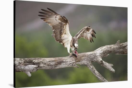 Osprey (Pandion Haliaetus) Eating Fish Prey, Cairngorms National Park, Scotland, UK, July-Peter Cairns-Stretched Canvas