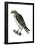 Osprey (Pandion Haliaetus), Fish Hawk, Birds-Encyclopaedia Britannica-Framed Poster