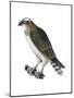 Osprey (Pandion Haliaetus), Fish Hawk, Birds-Encyclopaedia Britannica-Mounted Poster