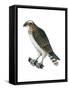 Osprey (Pandion Haliaetus), Fish Hawk, Birds-Encyclopaedia Britannica-Framed Stretched Canvas