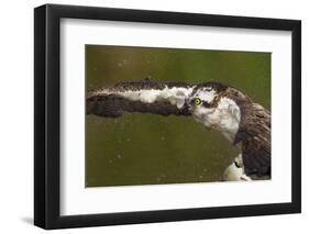 Osprey (Pandion Haliaetus) Fishing, Cairngorms National Park, Scotland, UK, July-Peter Cairns-Framed Premium Photographic Print