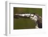 Osprey (Pandion Haliaetus) Fishing, Cairngorms National Park, Scotland, UK, July-Peter Cairns-Framed Premium Photographic Print