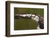 Osprey (Pandion Haliaetus) Fishing, Cairngorms National Park, Scotland, UK, July-Peter Cairns-Framed Photographic Print