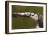 Osprey (Pandion Haliaetus) Fishing, Cairngorms National Park, Scotland, UK, July-Peter Cairns-Framed Photographic Print