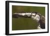 Osprey (Pandion Haliaetus) Fishing, Cairngorms National Park, Scotland, UK, July-Peter Cairns-Framed Photographic Print