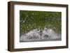 Osprey (Pandion Haliaetus) Fishing, Kangasala, Finland, August 2009-Cairns-Framed Photographic Print