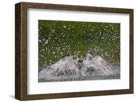 Osprey (Pandion Haliaetus) Fishing, Kangasala, Finland, August 2009-Cairns-Framed Photographic Print