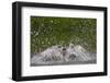 Osprey (Pandion Haliaetus) Fishing, Kangasala, Finland, August 2009-Cairns-Framed Photographic Print