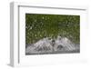 Osprey (Pandion Haliaetus) Fishing, Kangasala, Finland, August 2009-Cairns-Framed Photographic Print