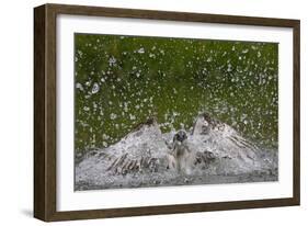 Osprey (Pandion Haliaetus) Fishing, Kangasala, Finland, August 2009-Cairns-Framed Photographic Print