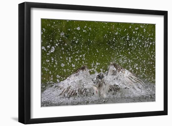 Osprey (Pandion Haliaetus) Fishing, Kangasala, Finland, August 2009-Cairns-Framed Photographic Print