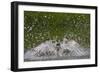 Osprey (Pandion Haliaetus) Fishing, Kangasala, Finland, August 2009-Cairns-Framed Photographic Print