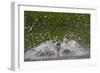 Osprey (Pandion Haliaetus) Fishing, Kangasala, Finland, August 2009-Cairns-Framed Photographic Print