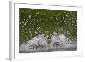 Osprey (Pandion Haliaetus) Fishing, Kangasala, Finland, August 2009-Cairns-Framed Photographic Print