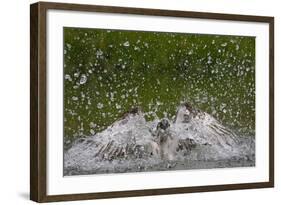 Osprey (Pandion Haliaetus) Fishing, Kangasala, Finland, August 2009-Cairns-Framed Photographic Print