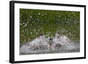 Osprey (Pandion Haliaetus) Fishing, Kangasala, Finland, August 2009-Cairns-Framed Photographic Print