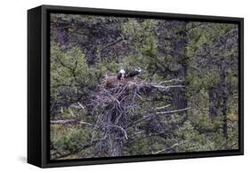 Osprey (Pandion Haliaetus) Fledglings-Michael Nolan-Framed Stretched Canvas