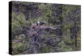 Osprey (Pandion Haliaetus) Fledglings-Michael Nolan-Stretched Canvas