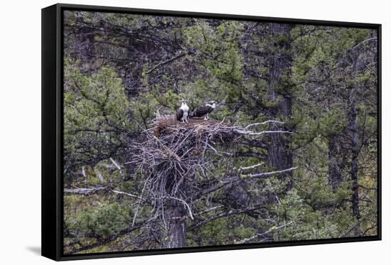 Osprey (Pandion Haliaetus) Fledglings-Michael Nolan-Framed Stretched Canvas