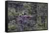 Osprey (Pandion Haliaetus) Fledglings-Michael Nolan-Framed Stretched Canvas