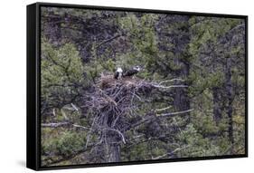 Osprey (Pandion Haliaetus) Fledglings-Michael Nolan-Framed Stretched Canvas