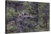 Osprey (Pandion Haliaetus) Fledglings-Michael Nolan-Stretched Canvas